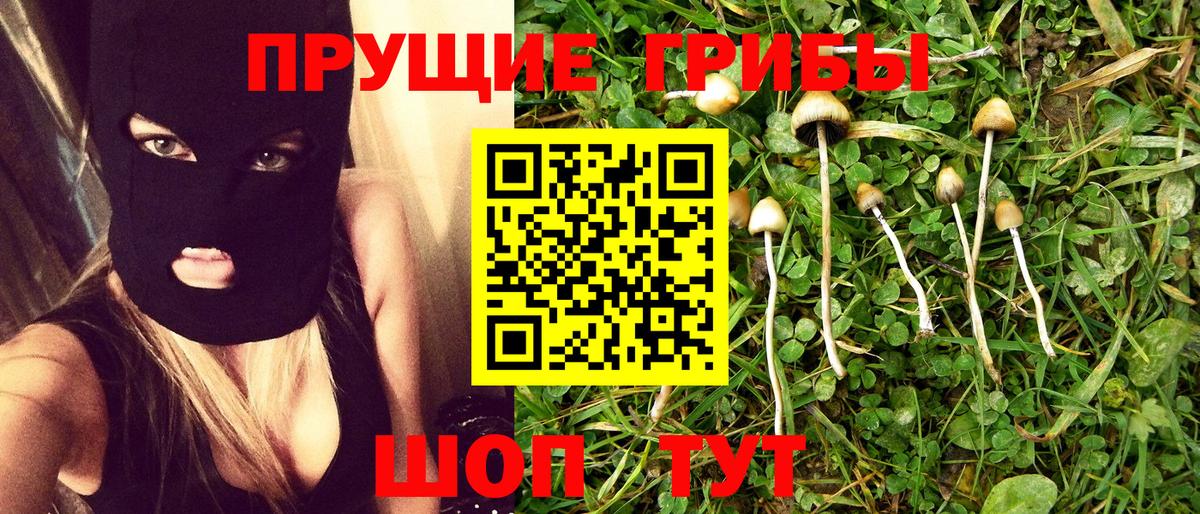 Псилоцибиновые грибы Psilocybe Новозыбков